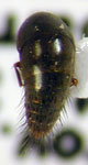 Tachynomorphus sp. 2