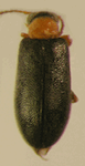  Dasytomorphus ruficollis