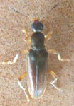 Anthicidae sp. 1