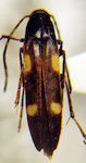  Amomphopalpus quadriplagiatus