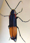 Melandryidae sp. 1 (Ec)