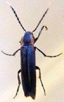 Melandryidae sp. 2 (Ec)