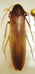  Serropalpus valdivianus