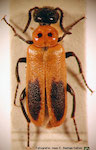 Acrolytta bruchi (Pic)