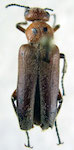 Acrolytta colon (Burmeister)
