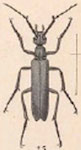  Epicauta (Epicauta) curvicornis