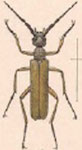  Epicauta (M) diversicornis