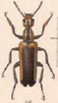  Eupompha sulcifrons