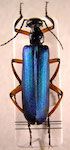 Glaphyrolytta viridipennis (Burmeister, 1865)