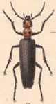  Lytta (Adicolytta) erythrothorax