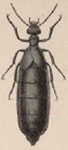  Meloe (Treiodous) gracilicornis