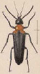  Nemognatha (Pauronemognatha) brevicollis