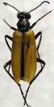 Picnoseus flavipennis (Solier 1851:282)