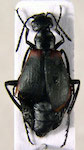 Picnoseus nitidipennis (Fairmaire & Germain, 1860:2)