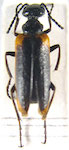 Picnoseus rubrofasciatus Denier,1934