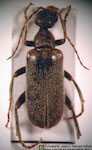 Protomeloe wagneri (Pic)