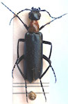Pseudopyrota riojanensis Pic