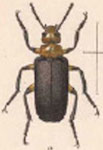  Tetraonyx (Tetraonyx) bipartitus