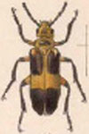  Tetraonyx (Tetraonyx) maculatus