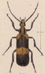  Zonitis (?) nigromaculata