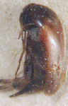 Mordella sororcula