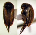 Mordellaria sp. 2