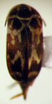 Mordellaria sp. 4