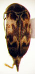 Mordellaria sp. 5