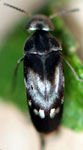 Mordellidae sp. A