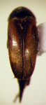 Mordellistena sp. 26