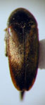 Mordellistena sp. 39
