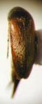 Mordellistena sp. 40