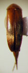 Mordellistena sp. 45