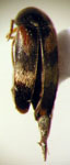 Mordellistena sp. 49