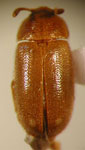  Mycetophagus chilensis