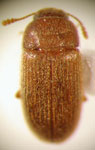  Typhaea stercorea