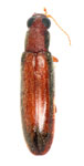 Conomorphus sp. A