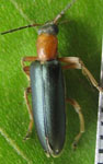 Oedemeridae sp. 1 (Ecuador)