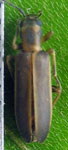 Oedemeridae sp. 2 (Ecuador)