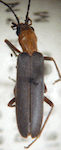  Oxacis plumbeipennis