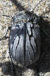  Gyriosomus elongatus