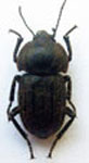  Praocis (Anthrasomus) nuda