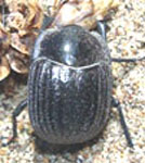  Praocis (Orthogonoderus) chilensis
