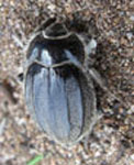  Psectrascelis similis