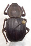  Scotobius akidioides akidioides