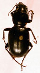  Barypus clivinoides
