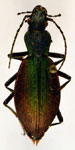 Ceroglossus buqueti chiloensis