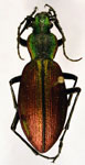  Ceroglossus chilensis ficheti