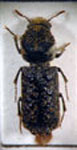 Amphicerus bimaculatus