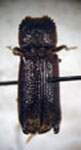 Heterobostrychus hamatipennis
